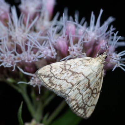 Evergestis pallidata (zavíječ), PP Augšperský potok