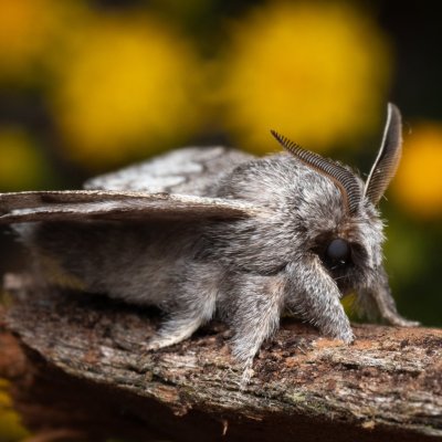 Trichiura crataegi, (bourovec hlohový), PP Černice