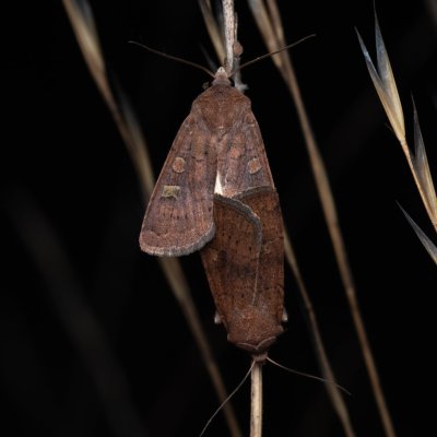 Xestia xanthographa (osenice žlutoskvrnná), PP Černice