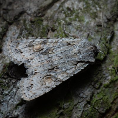 Lithophane ornitopus (dřevobarvec lesní), Kamenný vrch