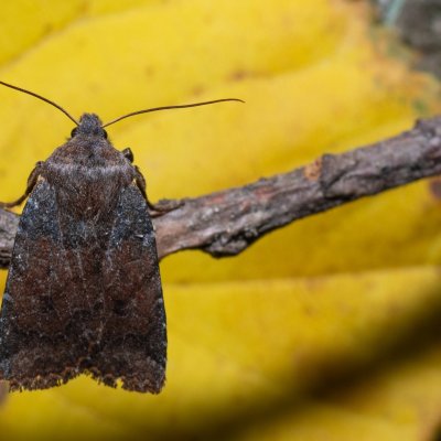 Conistra ligula (zimovnice hlohová), Žebětín