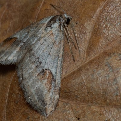 Chesias rufata (píďalka kručinková), PP Kavky