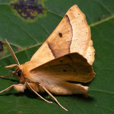 Crocallis elinguaria (zejkovec lesní), PR Kamenný vrch