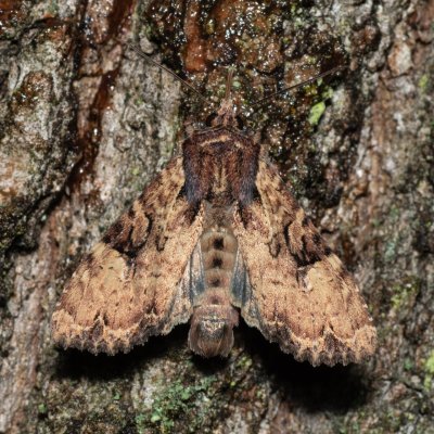 Apamea epomidion (šedavka rezavá), Žebětín