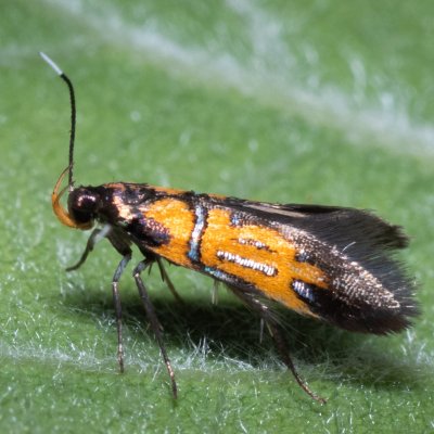 Schiffermuelleria schaefferella (krásněnka podkorní), PP Střelický les