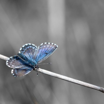 Scolitantides orion (modrásek rozchodníkový), Lysá hora u Ochozu