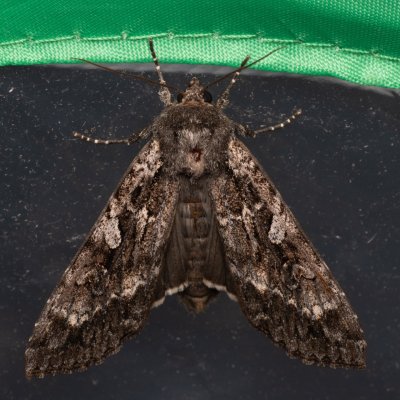 Eurois occulta (osenice velká), PP Prameniště Pohořského potoka