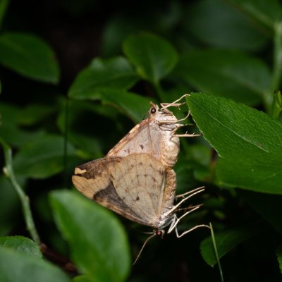 Eulithis populata (píďalka osiková), NPR Radostínské rašeliniště