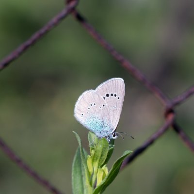 Glaucopsyche alexis (modrásek kozincový), Hády