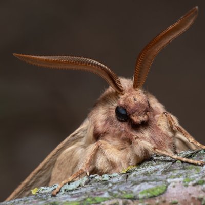 Lasiocampa trifolii (bourovec jetelový), PP Na cvičišti