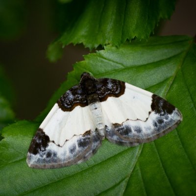 Mesoleuca albicillata (píďalka maliníková), Podkomorské lesy, Kopeček