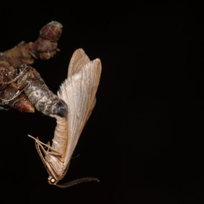 Alsophila aceraria (hedvábnice podzimní), Žebětín