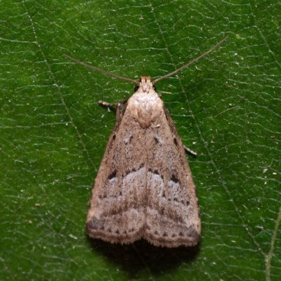 Hypenodes humidalis (můřička rašelinná), NPR Radostínské rašeliniště