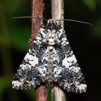 Hadena confusa (můra malá), PR Kamenný vrch