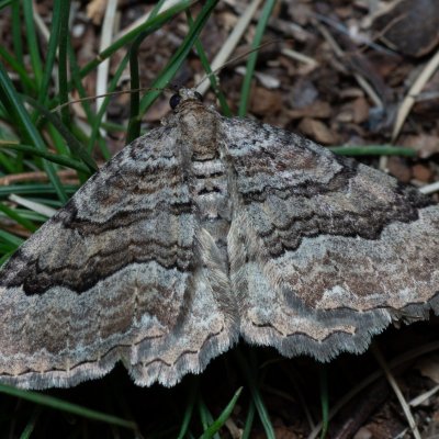 Hydria cervinalis (píďalka jarní), Lysá hora u Ochozu
