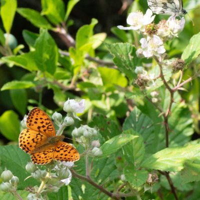 Brenthis daphne (perleťovec ostružinový), NPR Čertoryje