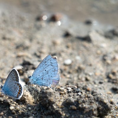 Celastrina argiolus (modrásek krušinový), Plebejus argus (modrásek černolemý), PP Černice