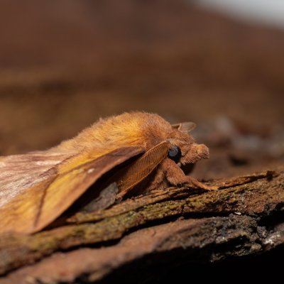Euthrix potatoria (bourovec trávový), Devět křížů