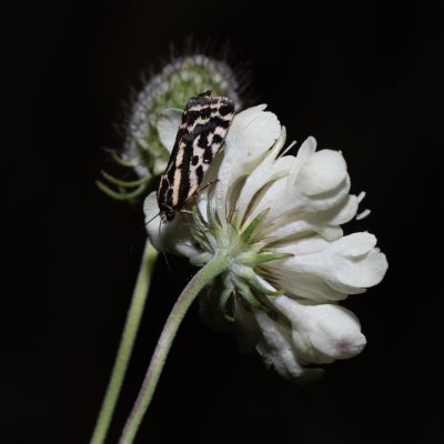 Emmelia trabealis (světlopáska svlačcová), PR Kamenný vrch