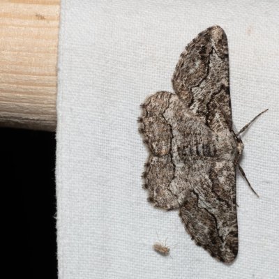 Synopsia sociaria (různorožec janovcový), PP Skalky u Sedlece