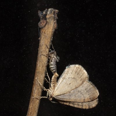 Operophtera brumata (píďalka podzimní), Žebětín