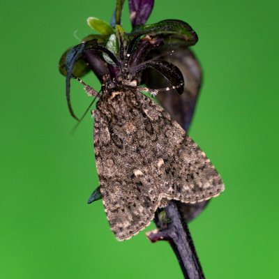 Acronicta rumicis (šípověnka hojná), Žebětín