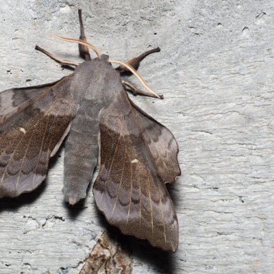 Laothoe populi (lišaj topolový), HR, Krasno
