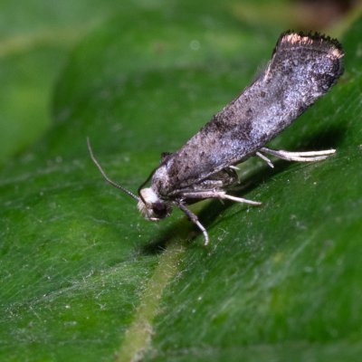 Swammerdamia pyrella (předivka hrušňová), PR Svatý kopeček