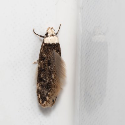 Endrosis sarcitrella (krásněnka skvrnitá), IT, Pfelders - Plan, Jižní Tyrolsko