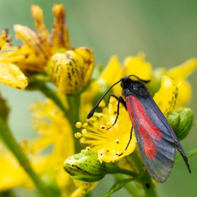 Zygaena brizae (vřetenuška třeslicová), SK, Štôla