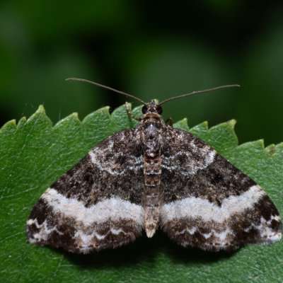 Euphyia unangulata (píďalka jednozubá), NPR Radostínské rašeliniště