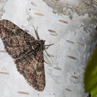 Cleora cinctaria (různorožec vřesový), PP Kavky