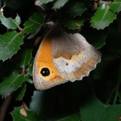 Maniola jurtina (okáč luční), GR, Myrtidion monastery, Korfu