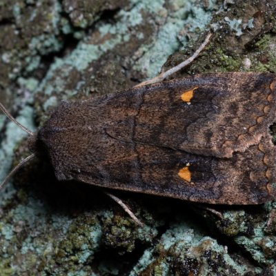 Eupsilia transversa (zimovnice dravá), Kamenný vrch