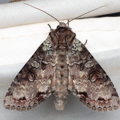 Polia hepatica (můra borůvková), PP Pohoří na Šumavě
