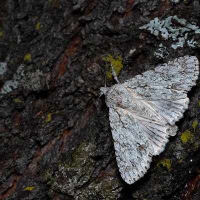 Acronicta aceris (šípověnka maďalová), HR, Jablanac