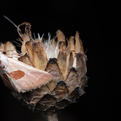 Calymma communimacula (světlopáska červcová), PP Na cvičišti