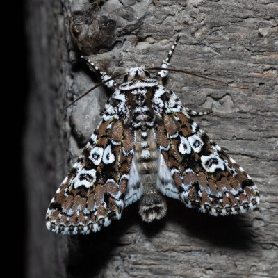 Lamprosticta culta (pestroskvrnka trnková), HR, Krasno