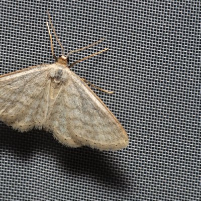 Idaea subsericeata (žlutokřídlec bledý), NPP Malhotky