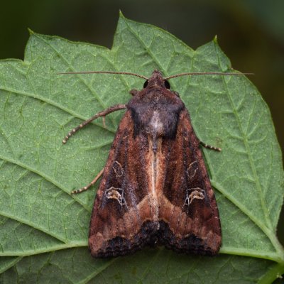 Helotropha leucostigma (šedavka pobřežní), PP Bobrava