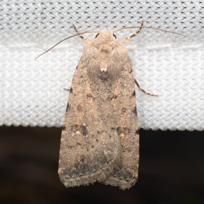 Caradrina clavipalpis (blýskavka čtyřtečná), Hády