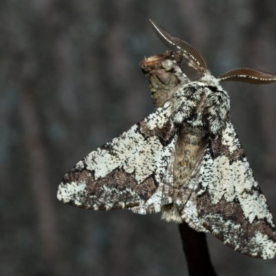 Biston strataria (drsnokřídlec lipový), Kývalka