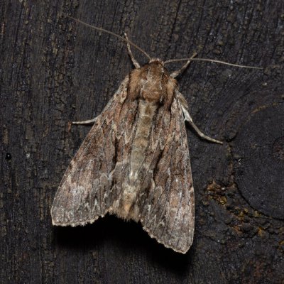 Apamea monoglypha (šedavka trávová), SK, Štôla