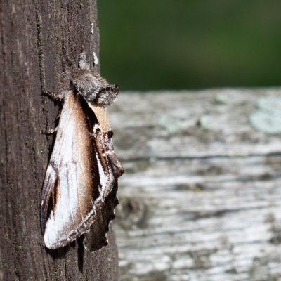 Pheosia gnoma (hřbetozubec běloskvrnný), SK, Štôla
