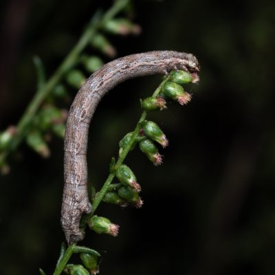 Ematurga atomaria (tmavoskvrnáč vřesový), NPP Váté písky
