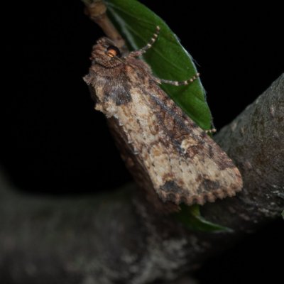 Mesapamea secalis/secalella (šedavka/přehlížená), Žebětín