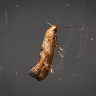 Epermenia illigerella (-), NPP Pouzdřanská step - Kolby