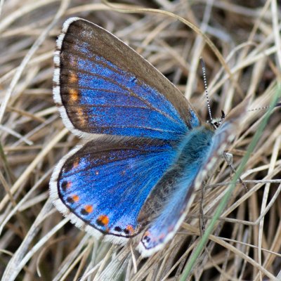 Polyommatus bellargus (modrásek jetelový), PR Kamenný vrch
