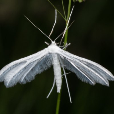 Pterophorus pentadactyla (pernatuška trnková), PR Kamenný vrch