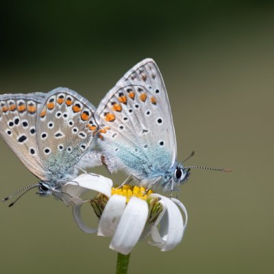 Polyommatus icarus (modrásek jehlicový), Přírodní park Rakovecké údolí